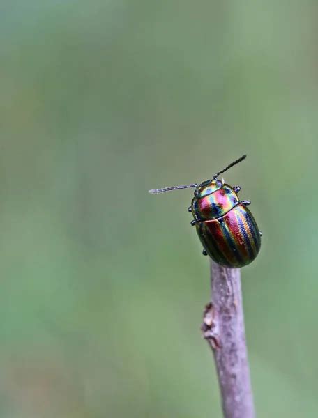 Rainbow Beetle Images Search Images On Everypixel