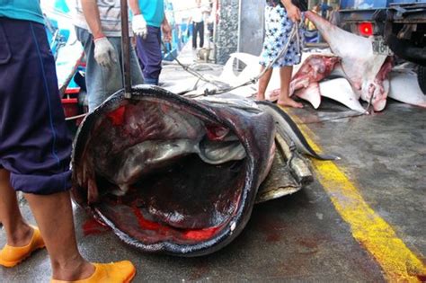 Megamouths – Discover Fishes
