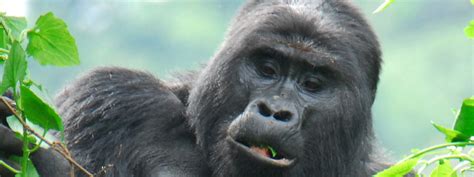 3-Day Bwindi Gorilla Trekking Uganda Tour - Kim'zebra Adventures & Safaris