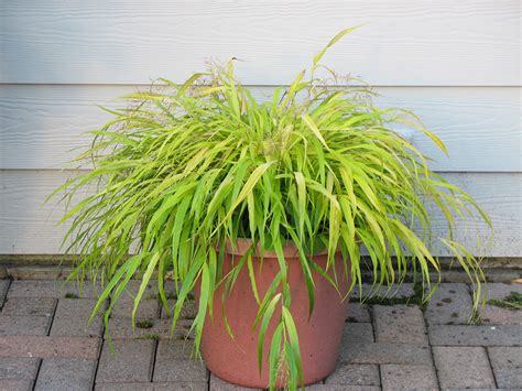 All Gold Japanese Forest Grass Bright Golden Foliage For Shade