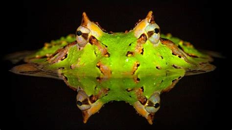 12 Most Popular Pacman Frog Morphs With Pictures – Acuario Pets