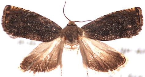 Cydia Caryana Bugguidenet