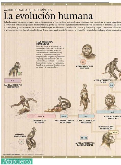 Evoluci N De La Especie Humana Evoluci N Del Hombre Evolucion Del