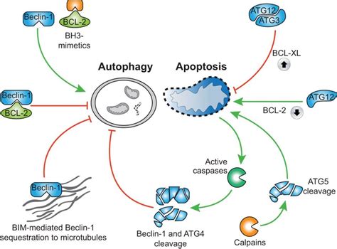 Mempro™ Plant-Based Bcl-2 Inhibitors of Programmed Cell Death ...