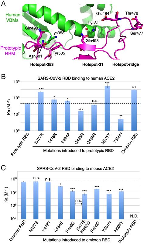 Structural Basis For Mouse Receptor Recognition By Sars Cov 2 Omicron