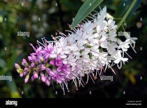 Koromiko Hebe Salicifolia G Forst Pennell In Full Bloom In East