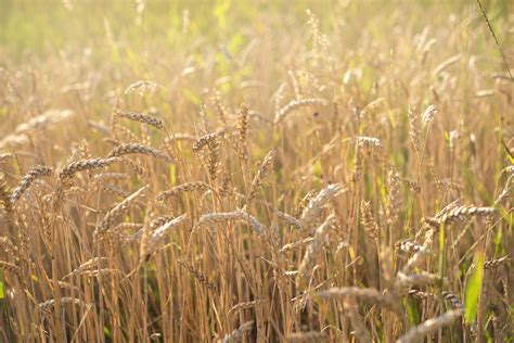 How to Grow and Care for Wheat