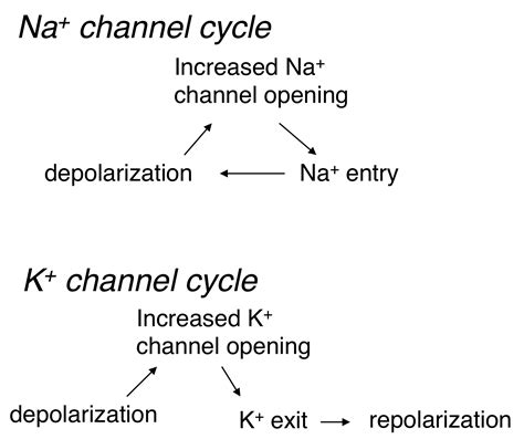 Action Potential Threshold Refractory Period Physiology