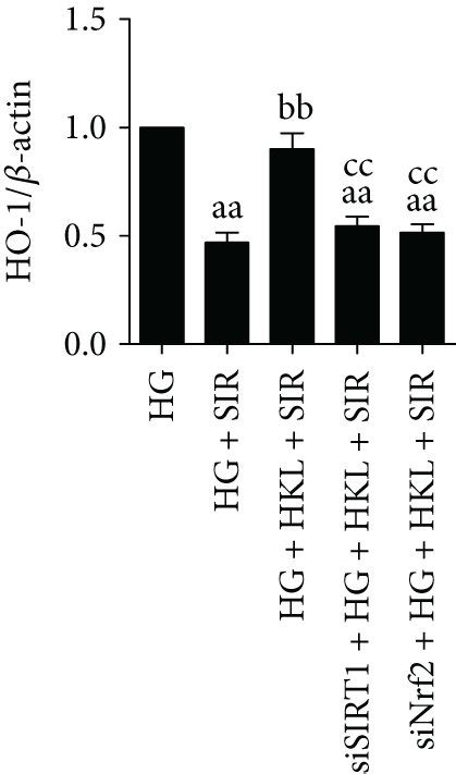 Sirt Sirna And Nrf Sirna Transfection Inhibited Hkl Induced