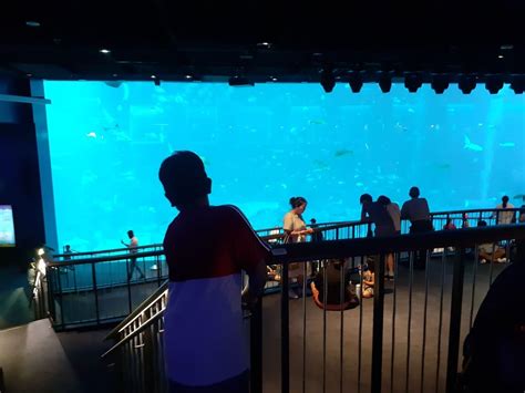 Crazy Sea Aquarium Blog Singapore Review And Guide