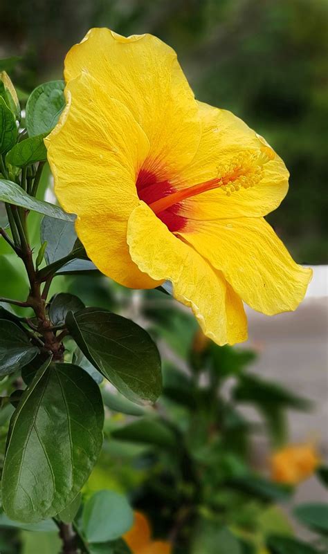 Hibisco Amarillo Rojo Foto Gratis En Pixabay Pixabay