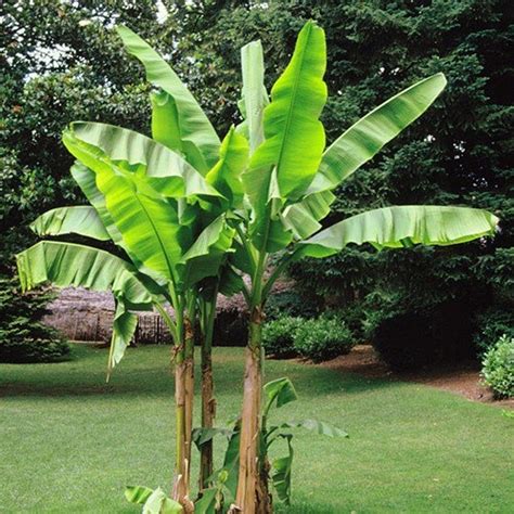 Musa Basjoo Hardy Banana Plant Liner Etsy Banana Trees Landscape