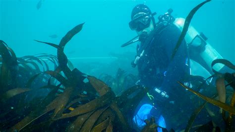 Ica Imarpe evalúa bosques de macroalgas en bahía Independencia