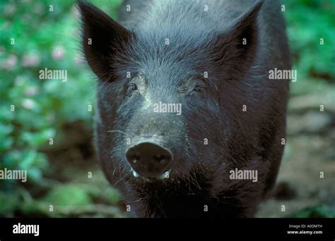 Feral Pig Hawaii Hi Res Stock Photography And Images Alamy