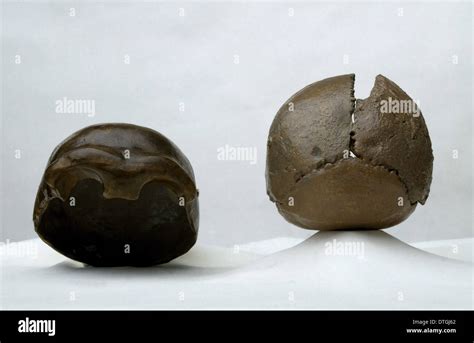 Swanscombe skull hi-res stock photography and images - Alamy