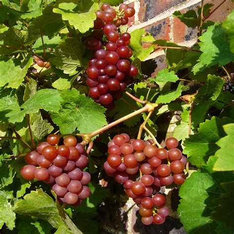 Free photo: Red Grapes, Vine, Grapes, Ripe - Free Image on Pixabay - 69810