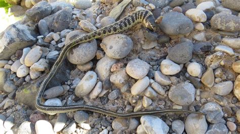 Tropical Black Necked Garter Snake From Tepelmeme Villa De Morelos