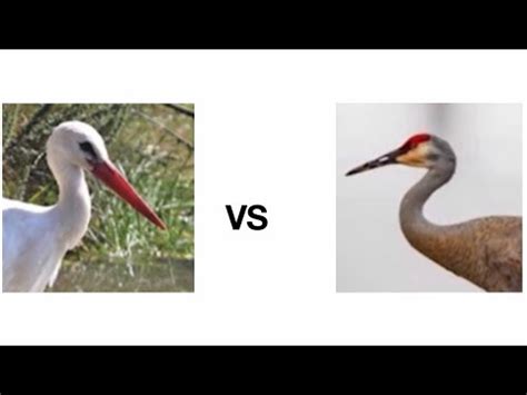 Stork Vs Crane What Are The Differences YouTube