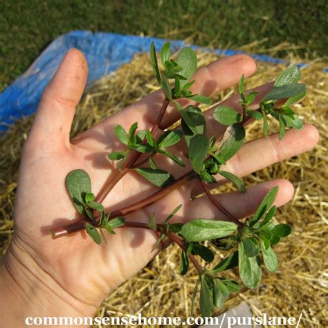 Purslane One Of The Most Nutritious Plants In The Garden
