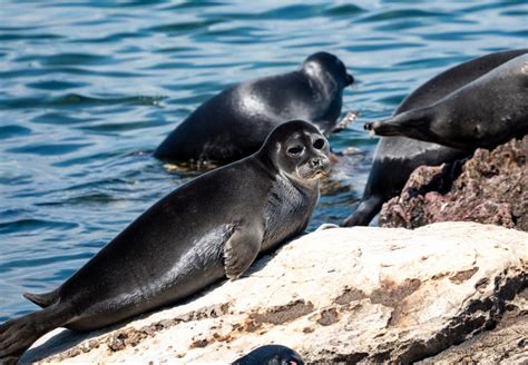 The Baikal Seal - baikalfoundation.ru
