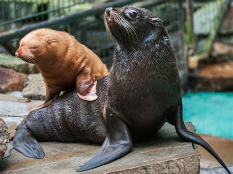 Zoo cares for orphaned baby albino seal after mom dies - TODAY.com