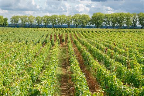 Visiter Beaune Les Hospices Et La Route Des Grands Crus De Bourgogne