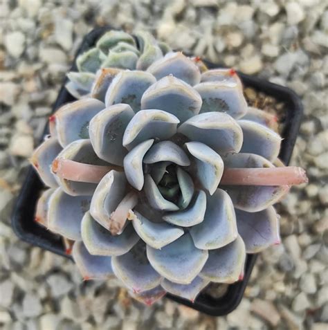 Echeveria Elegans Albicans Un Erizo En Mi Jard N