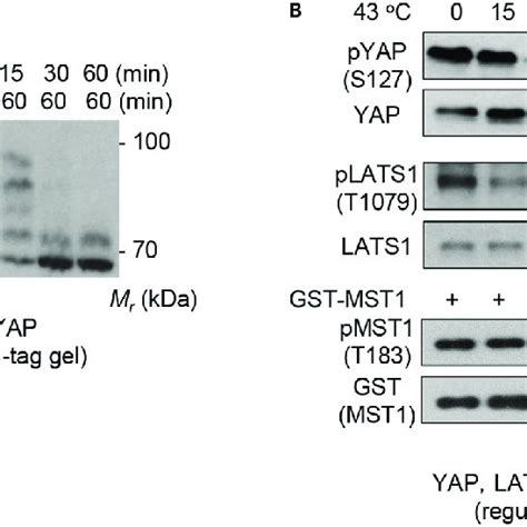 Immunoblot Analyses For Phosphorylation Of Hippo Pathway Components A