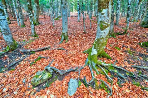 Premium Photo Beech Forest Ordesa Valley Ordesa Y Monte Perdido