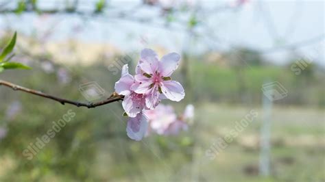 Fondo Flores De Primavera Y Árboles Flor De Pétalo Flor De Durazno Para Power Point Y