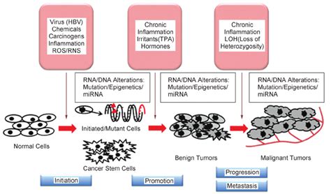 Multi Stage Of Carcinogenesis In Normal Cells Onset Of Carcinogenesis