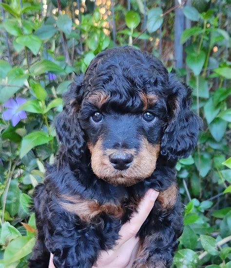 Rankin Poodles – miniature poodle breeder