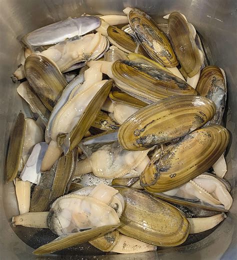 Is Shellfish High In Histamine at David Roache blog