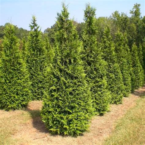 Hartland Farms Inc Arborvitae Green Giant Thuja Standishii X