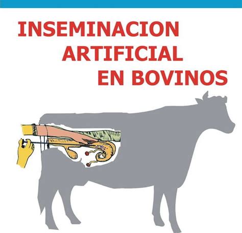 Inseminacion Artificial Bovinos De Leche En Chambo