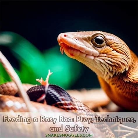 Feeding a Rosy Boa: Prey, Techniques, and Safety