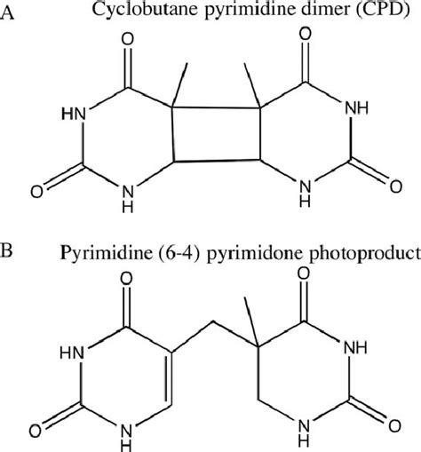 Thymine Dimer Mutation