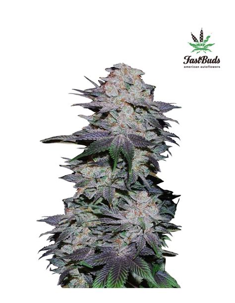 Blackberry Auto Fastbuds Seeds Autoflowering Seeds