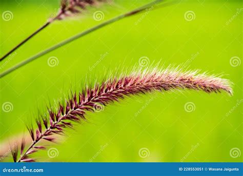 Ornamental Purple Grass On Nature Background Stock Image Image Of Field Environment 228553051