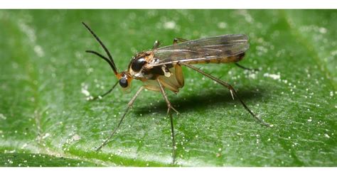 How To Identify And Get Rid Of Fungus Gnats From Indoor