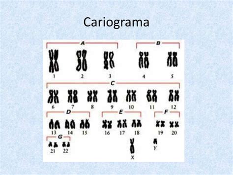 Bases Cromossomicas Da Hereditariedade PPT