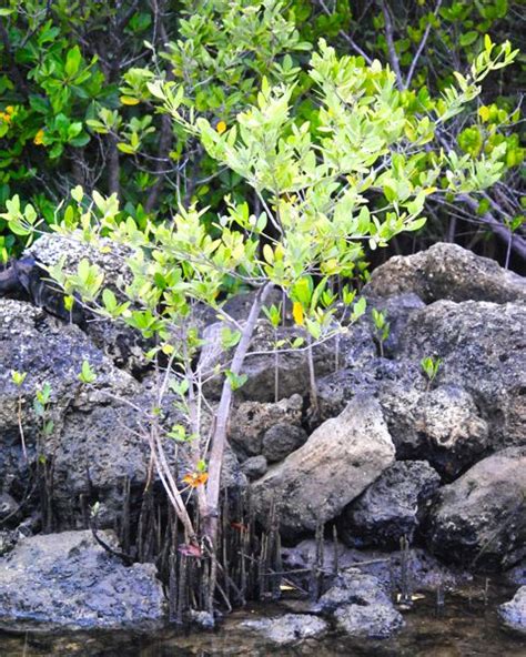 Black Mangroves