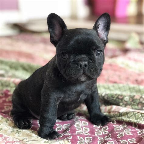 Pin by Daniel rosier.daniel on ANIMAUX | Puppies and kitties, Baby ...