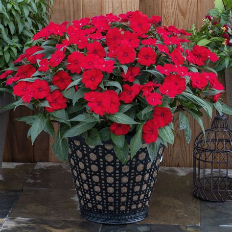 Sunpatiens Compact Deep Red Impatiens Garden Crossings