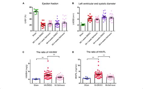 Echocardiography Results And Hw Bw And Hw Tl Ratios In Mi Mice