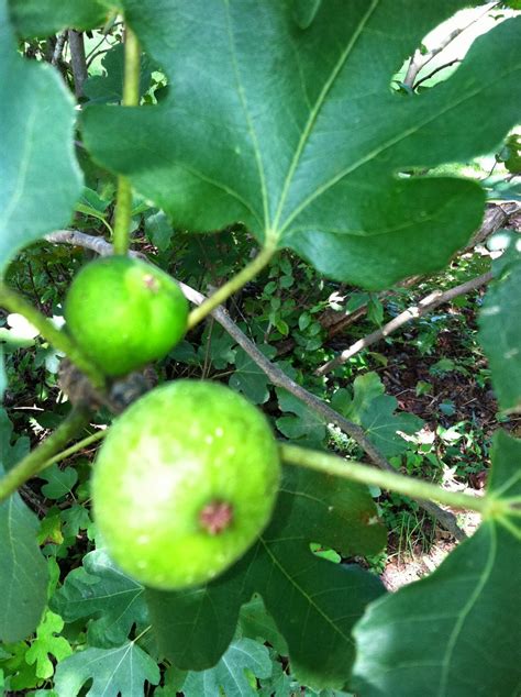 Two Sisters Gardening: Brown Turkey Figs-- A Plus For the Garden or Yard