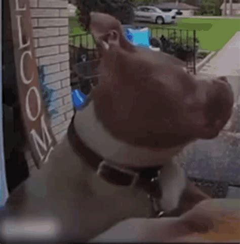 Sus Dog GIF - Sus Dog Wtf - Discover & Share GIFs