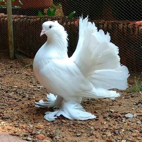 Los Tipos De Palomas Mas Hermosos Que Existen En El Mundo