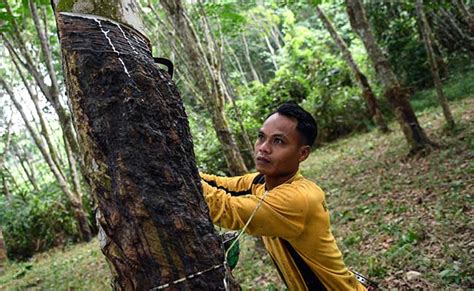 Harga Karet Sumsel Sentuh Titik Terendah Sepanjang 2020 Pabrik Karet