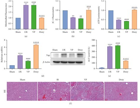 Pdf Ginsenoside Rg Alleviates Hepatic Ischemia Reperfusion Injury In